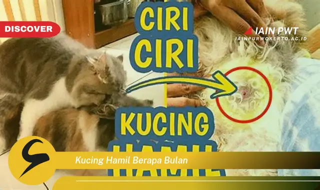 kucing hamil berapa bulan