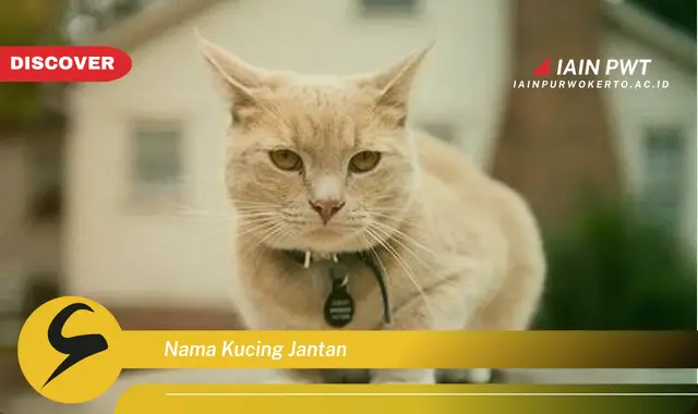 nama kucing jantan