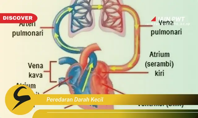 peredaran darah kecil