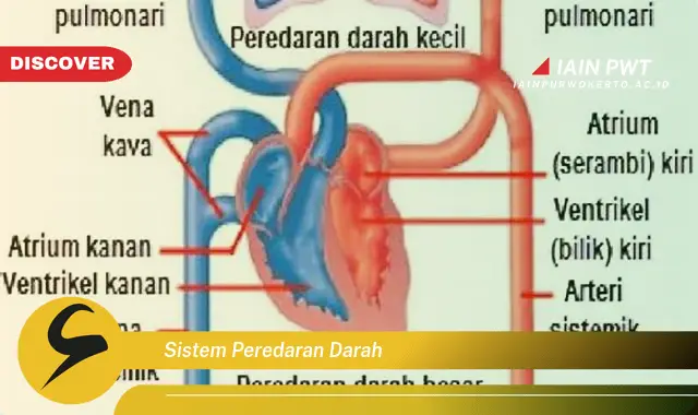 sistem peredaran darah