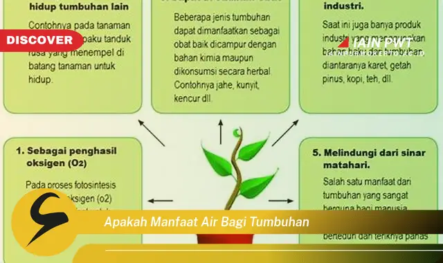 apakah manfaat air bagi tumbuhan