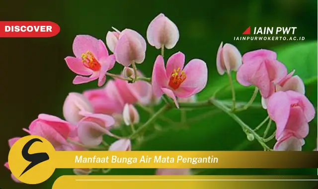 manfaat bunga air mata pengantin