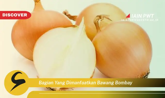 bagian yang dimanfaatkan bawang bombay