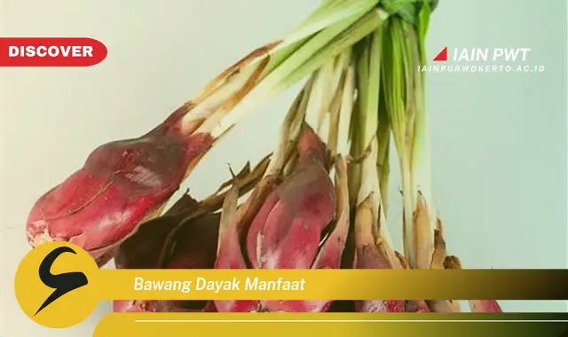 bawang dayak manfaat