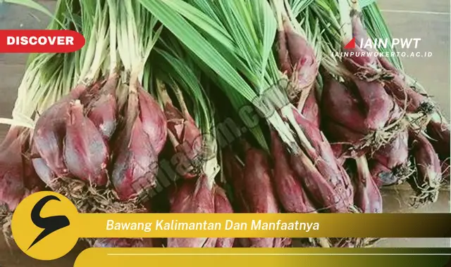 bawang kalimantan dan manfaatnya