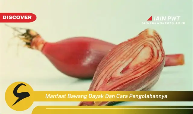 manfaat bawang dayak dan cara pengolahannya