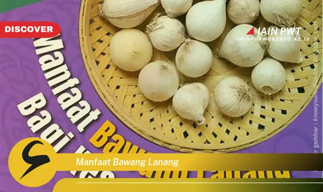 manfaat bawang lanang