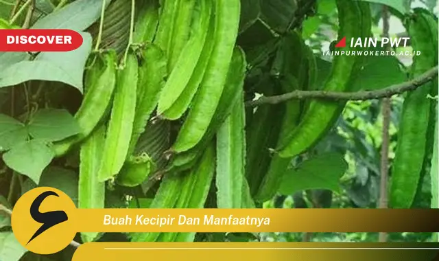 buah kecipir dan manfaatnya