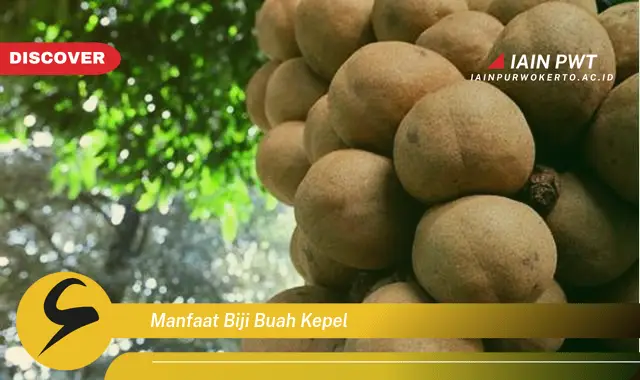 manfaat biji buah kepel