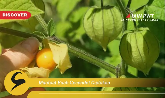 manfaat buah cecendet ciplukan