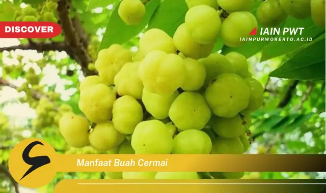 manfaat buah cermai