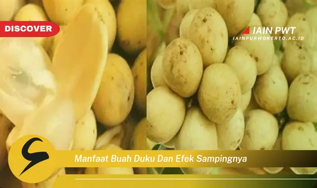 manfaat buah duku dan efek sampingnya