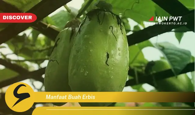 manfaat buah erbis