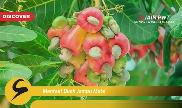 manfaat buah jambu mete