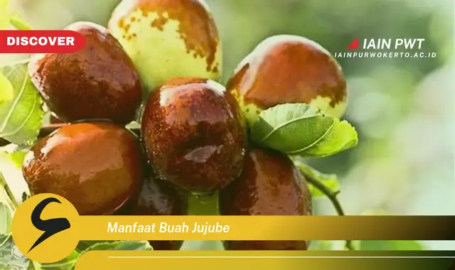 manfaat buah jujube