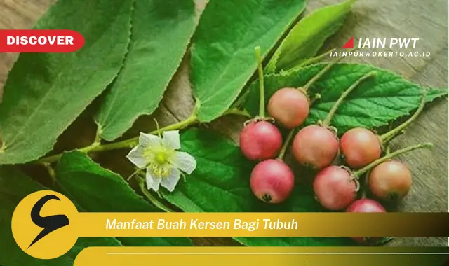 manfaat buah kersen bagi tubuh