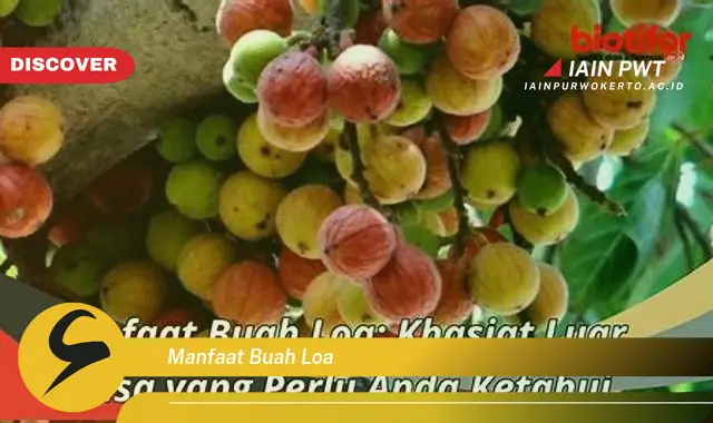 manfaat buah loa