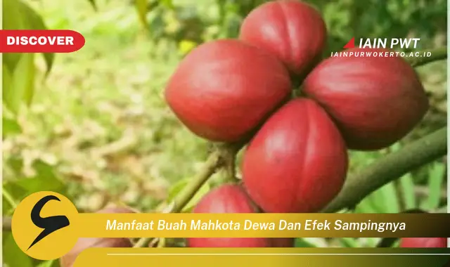 manfaat buah mahkota dewa dan efek sampingnya