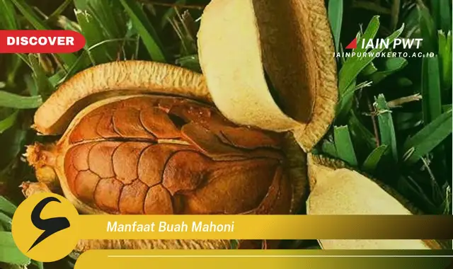 manfaat buah mahoni