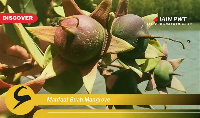 manfaat buah mangrove