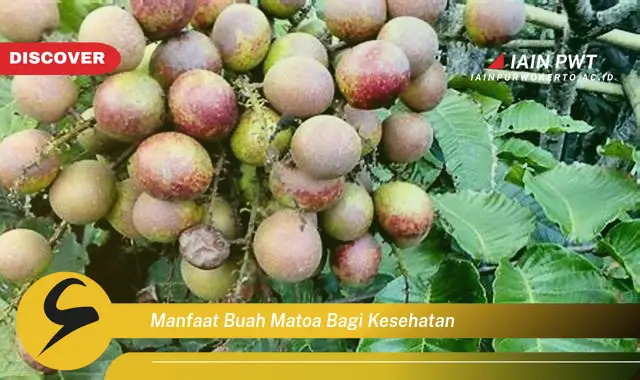 manfaat buah matoa bagi kesehatan