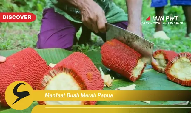 manfaat buah merah papua