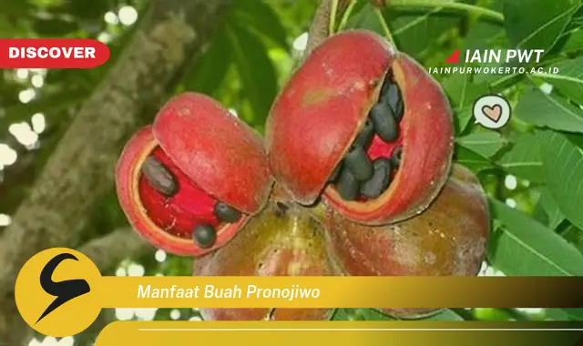 manfaat buah pronojiwo