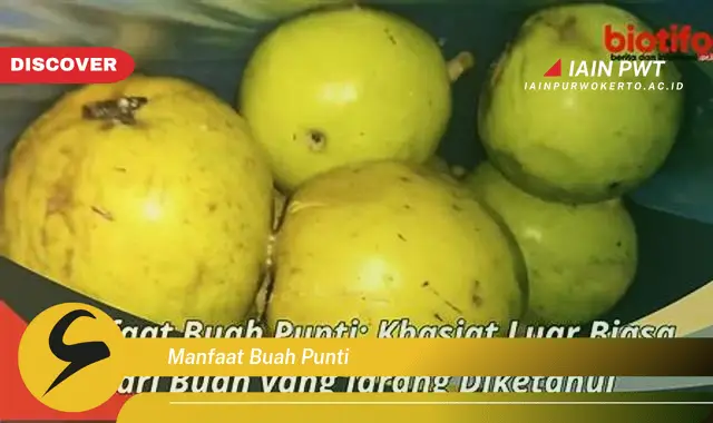 manfaat buah punti