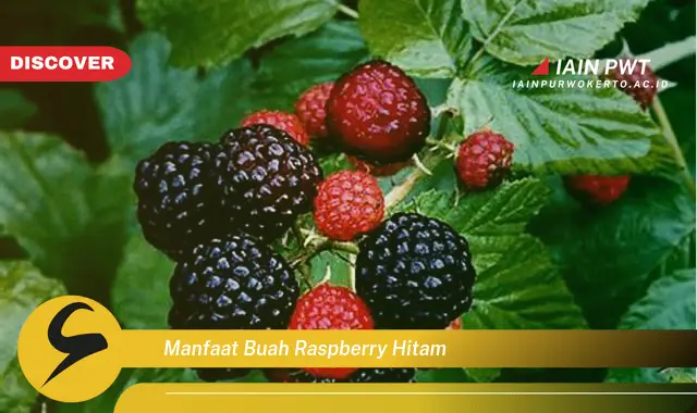 manfaat buah raspberry hitam