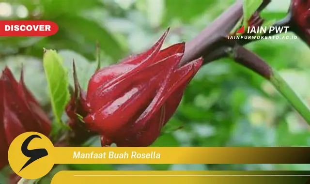 manfaat buah rosella