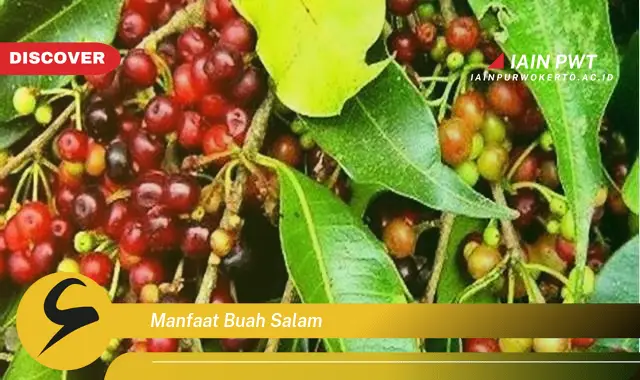 manfaat buah salam