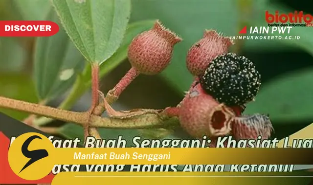 manfaat buah senggani