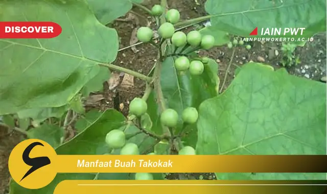 manfaat buah takokak