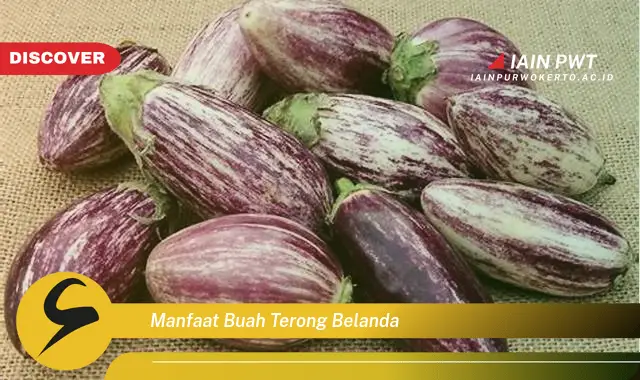 manfaat buah terong belanda