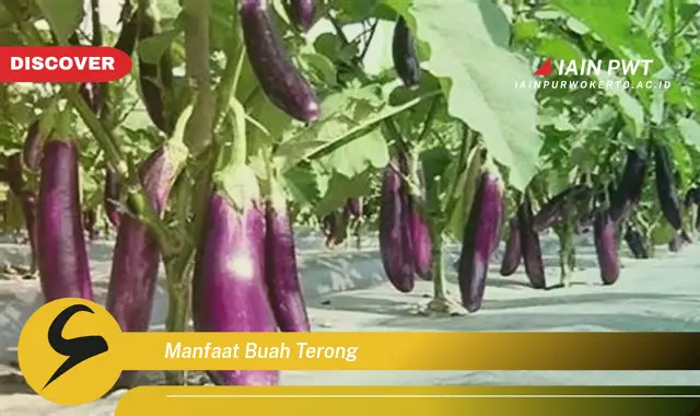 manfaat buah terong