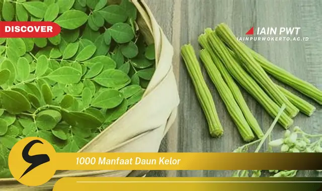 1000 manfaat daun kelor