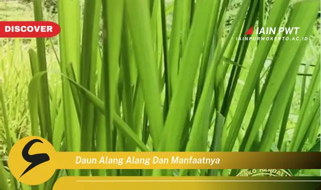 daun alang alang dan manfaatnya