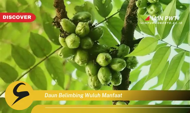 daun belimbing wuluh manfaat