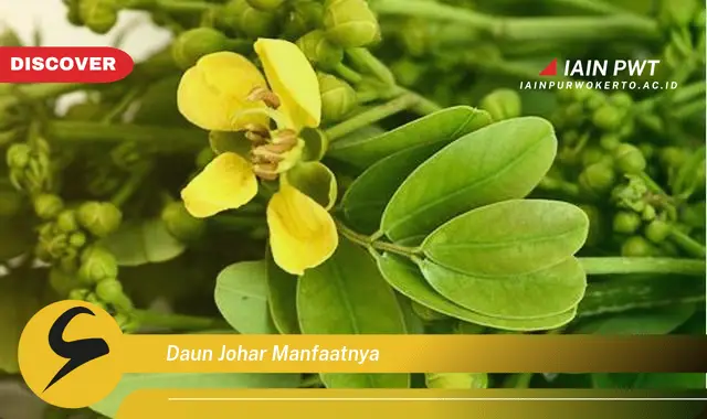 daun johar manfaatnya