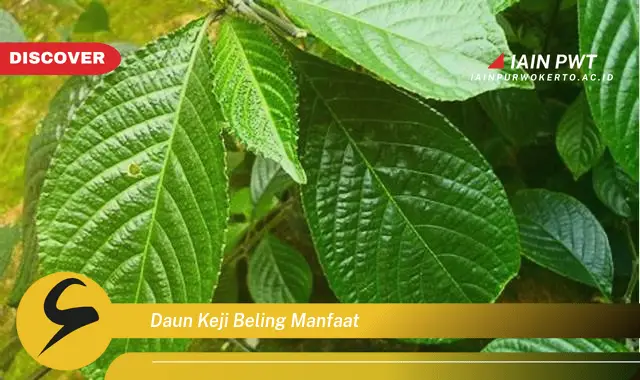 daun keji beling manfaat