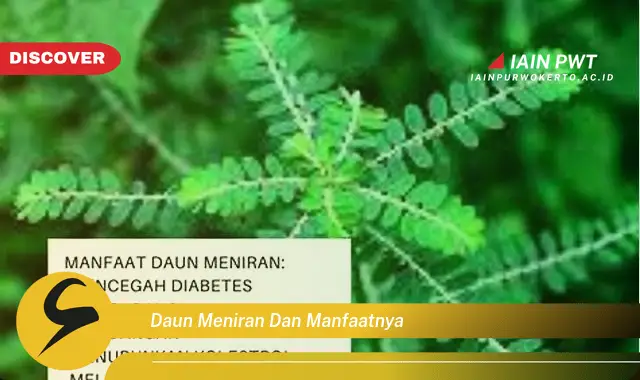 daun meniran dan manfaatnya