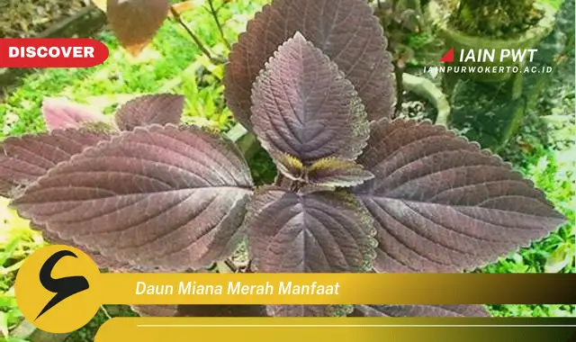 daun miana merah manfaat