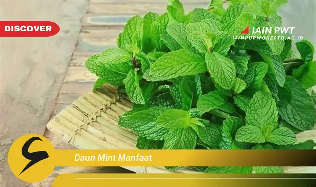 daun mint manfaat