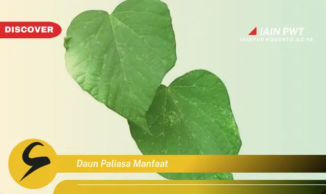 daun paliasa manfaat