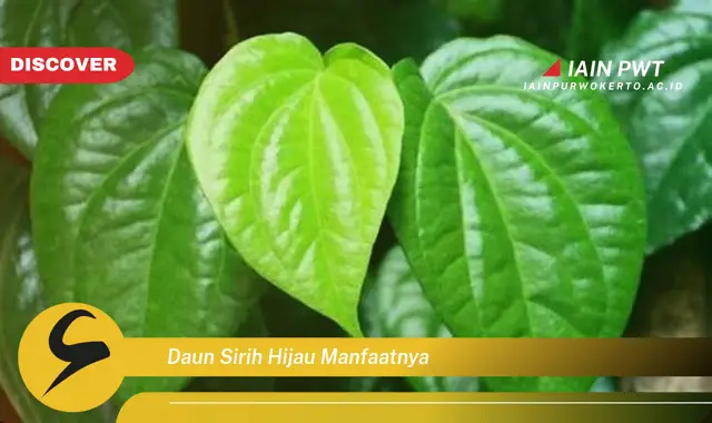 daun sirih hijau manfaatnya