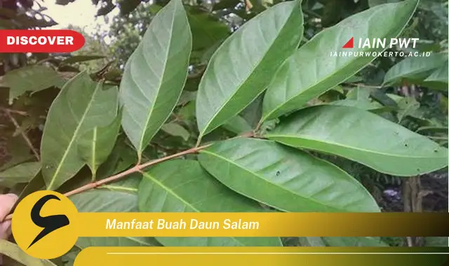 manfaat buah daun salam