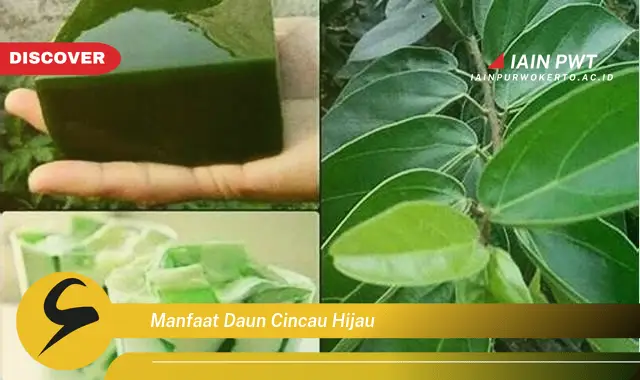 manfaat daun cincau hijau