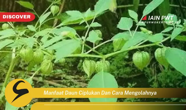 manfaat daun ciplukan dan cara mengolahnya