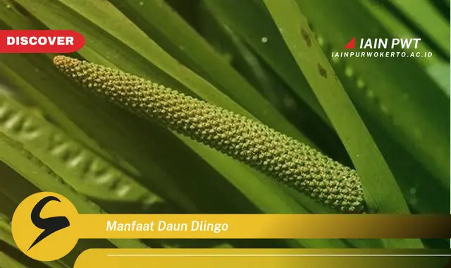 manfaat daun dlingo