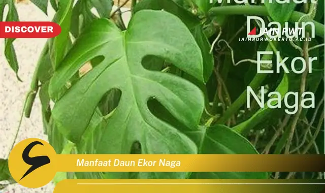 manfaat daun ekor naga